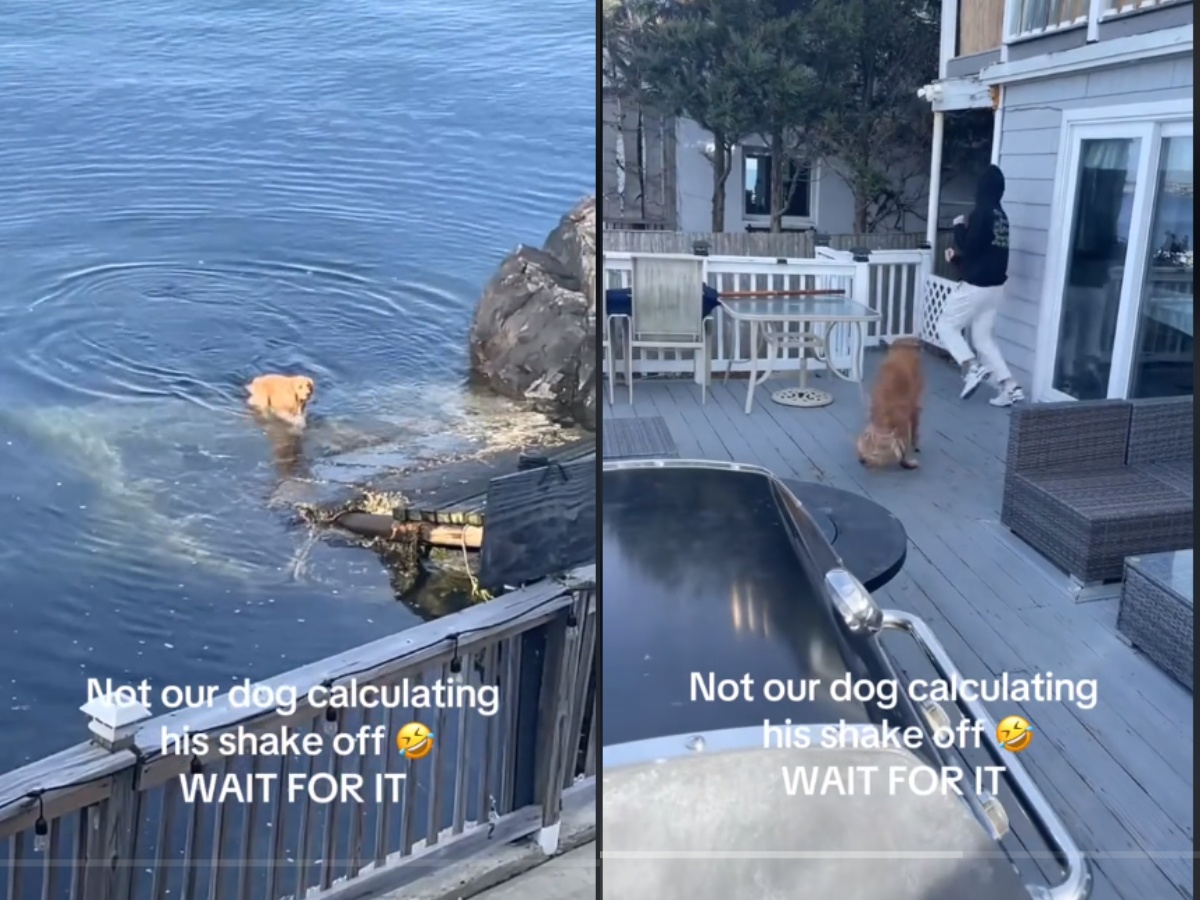 Funny golden retriever