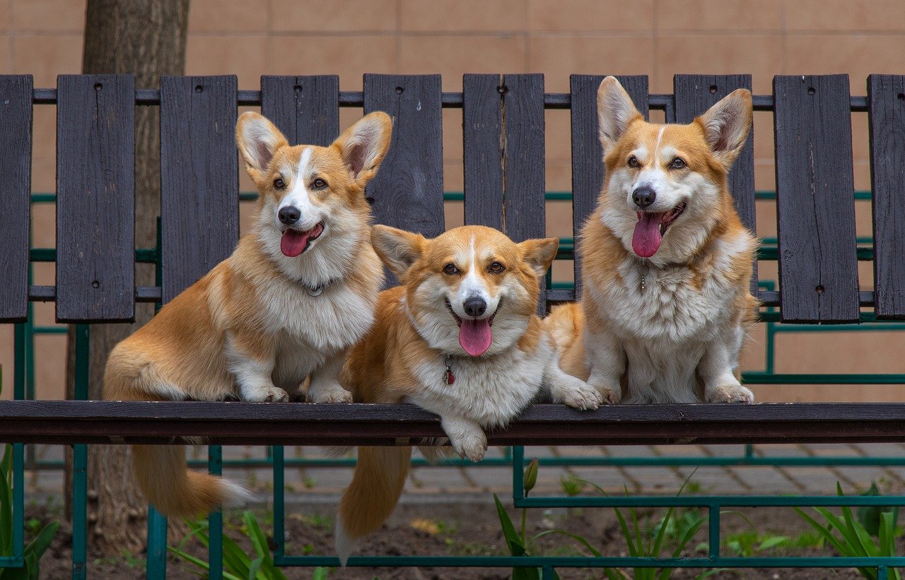 Three Pembroke Welsh corgis with their tongues out