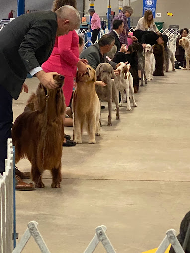 Travis County Kennel Club Dog Show
