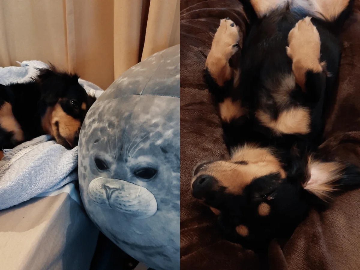 Dorgi the dachshund and corgi mix