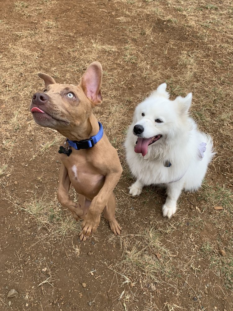 Dog-Friendly Honolulu, Hawaii