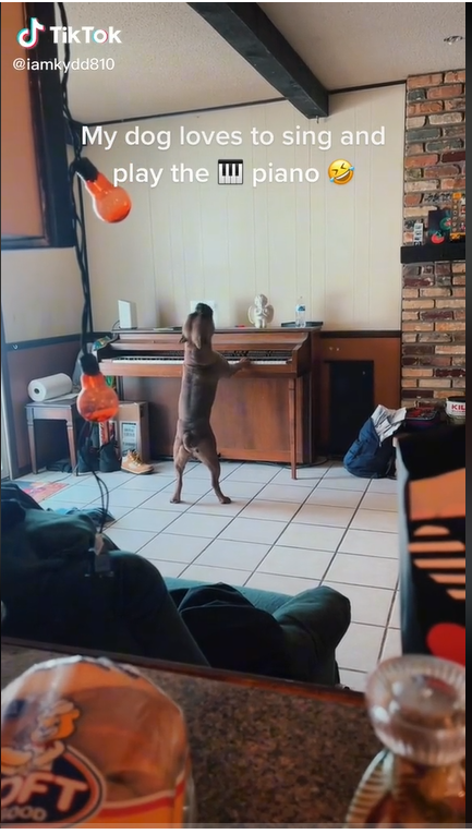 A dog singing and playing piano