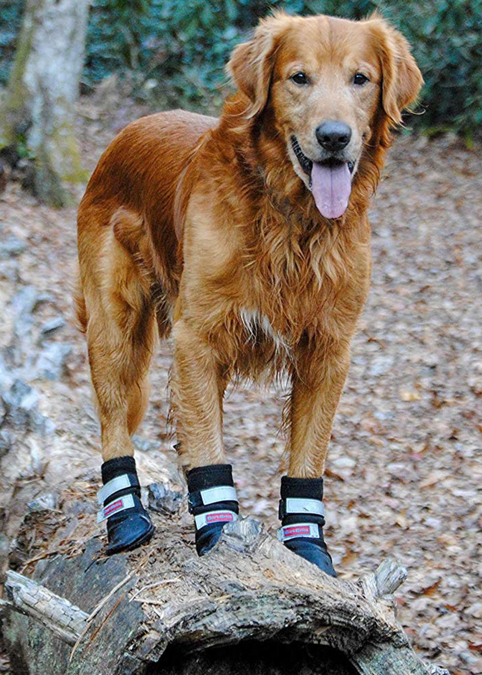 A Dog wearing Paw Protectors