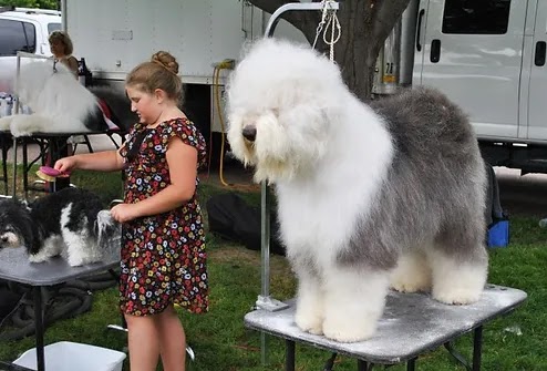 Greeley Kennel Club All-Breed Shows