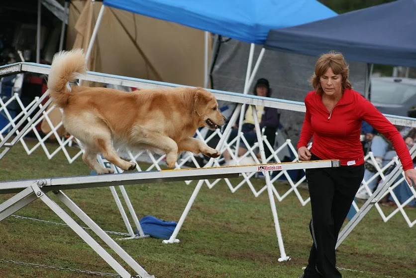 North FL Classic Cluster Dog Show