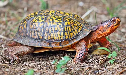 An eastern box turtle