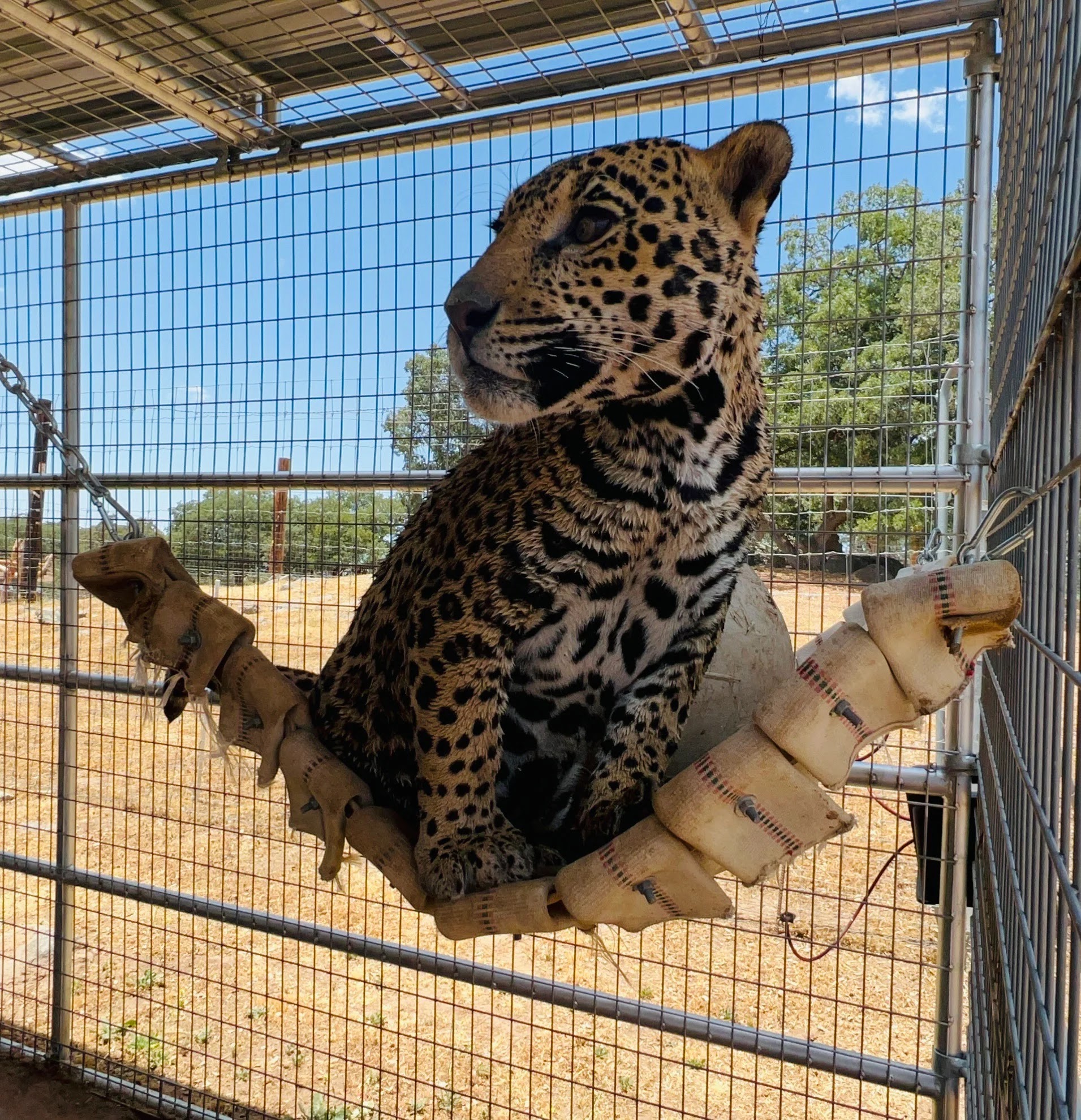 Eddie the Jaguar