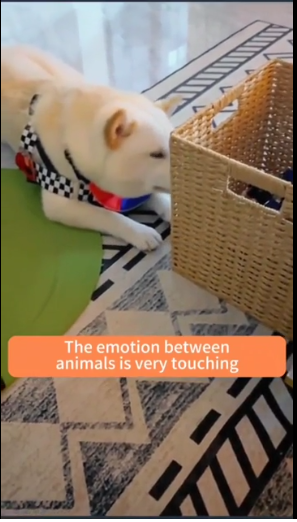 A dog keeping watch over a kitten