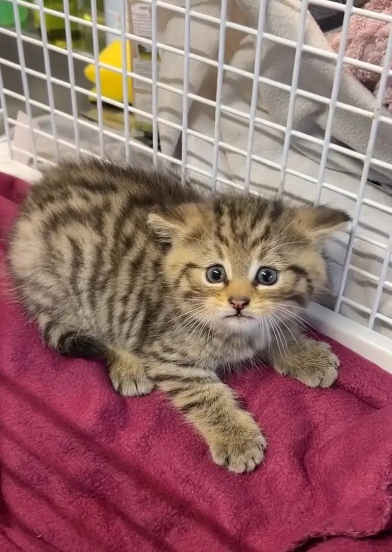 An European wildcat kitten in a crate