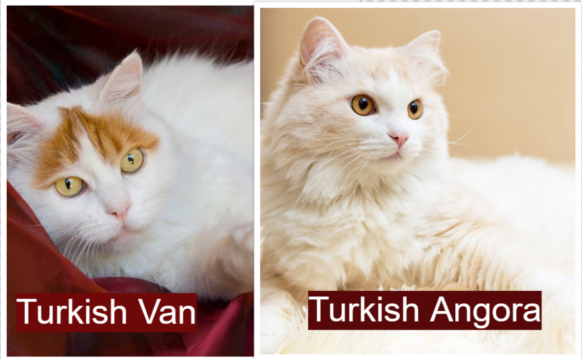 Turkish Van vs Turkish Angora Eyes