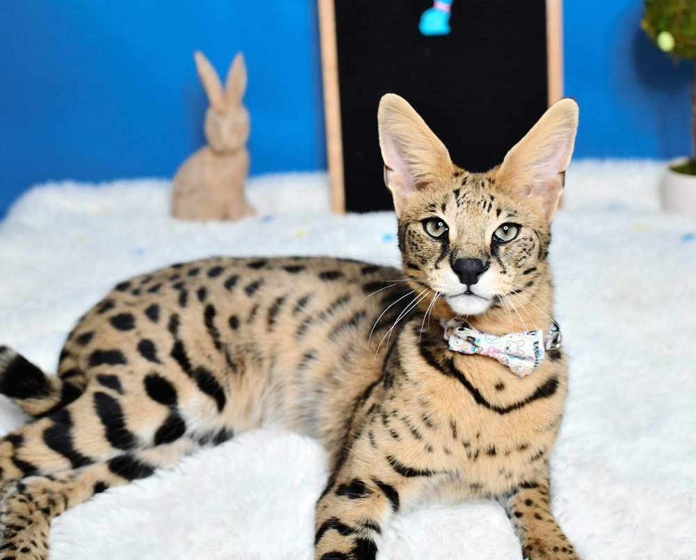 An Adult F1 Savannah Cat