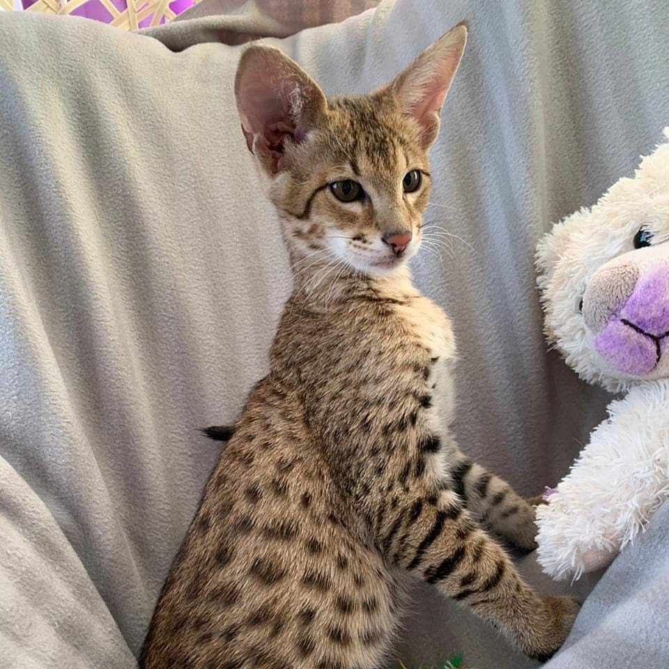 An F2 Savannah Kitten