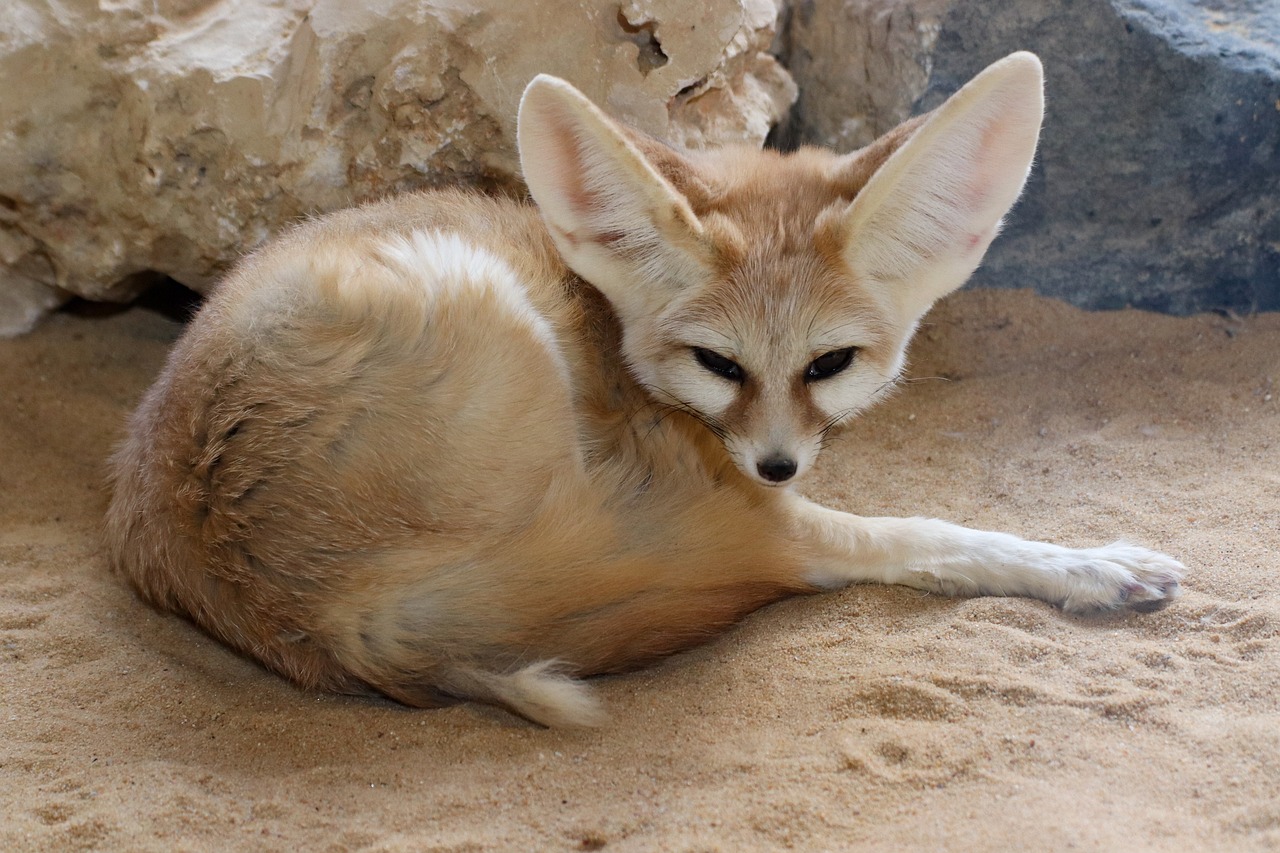 A captive Fennec Fox