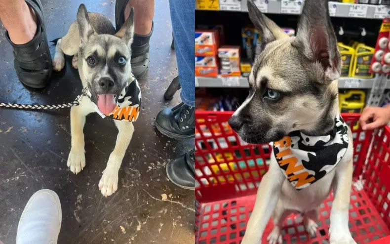 Finn, a dog who is a cross between a French Bulldog and a Husky