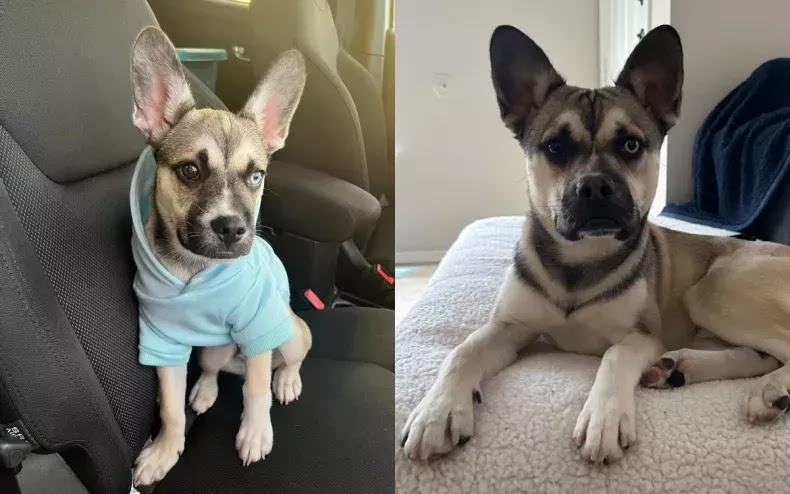 a cross between a French Bulldog and a Husky