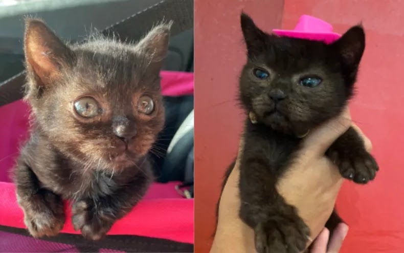 Footloose the kitten