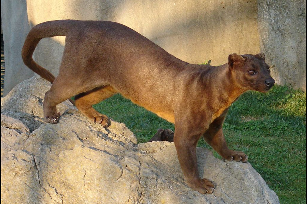 The Fossa