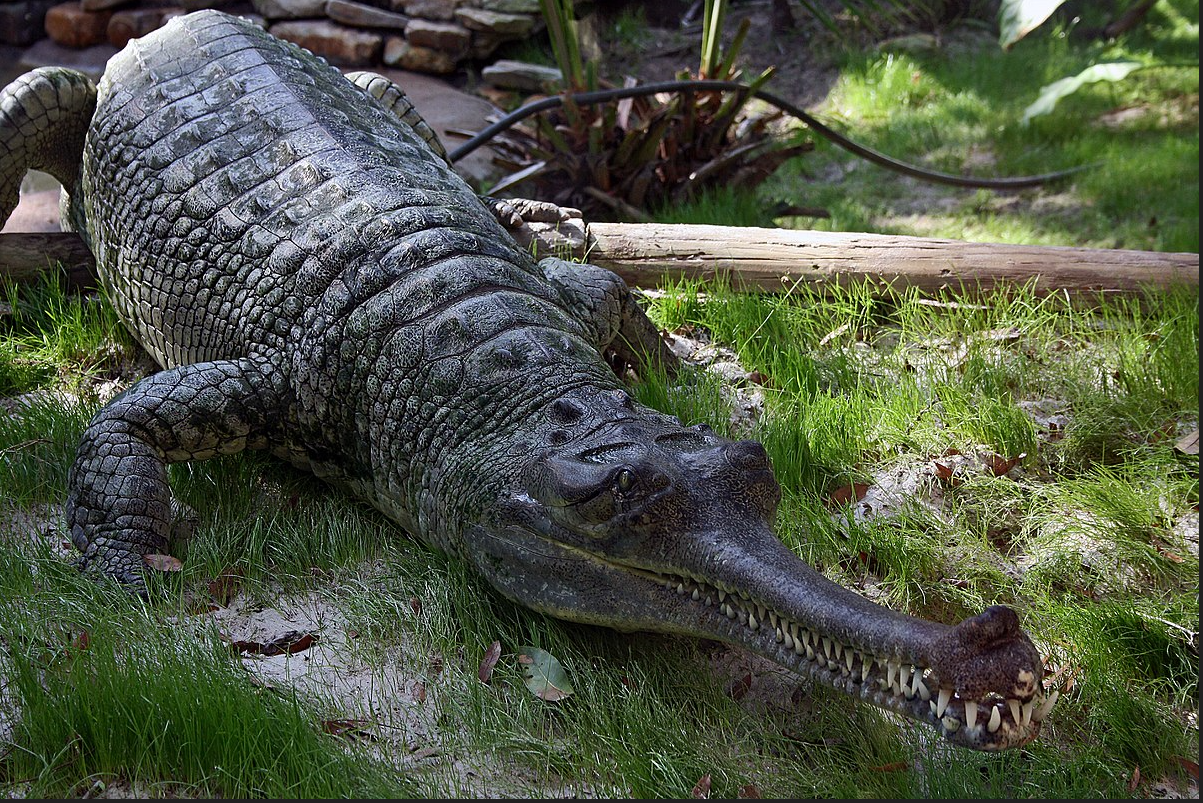 A Gavial
