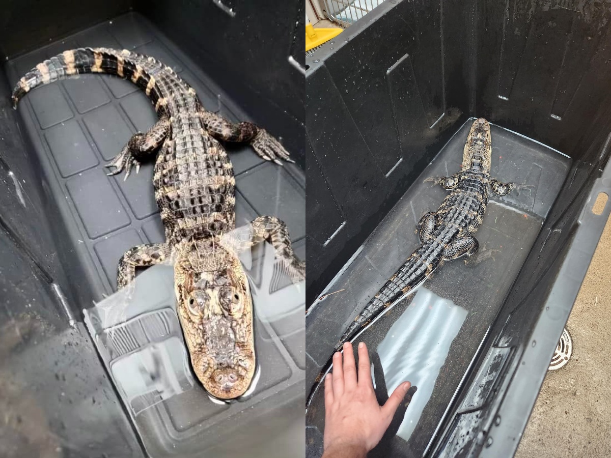 Alligator Abandoned in New Jersey