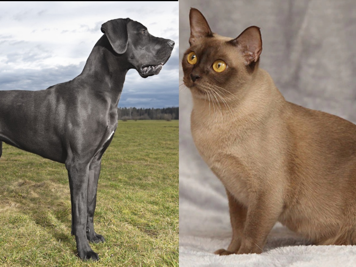 A German Shepherd and a toddler