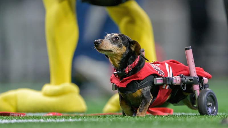 Georgia Dachshund Races