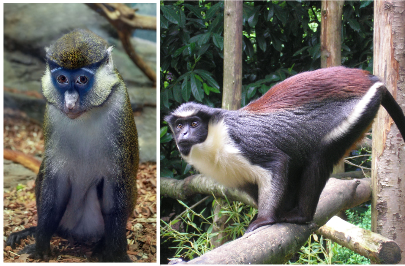 Two Guenon Monkeys