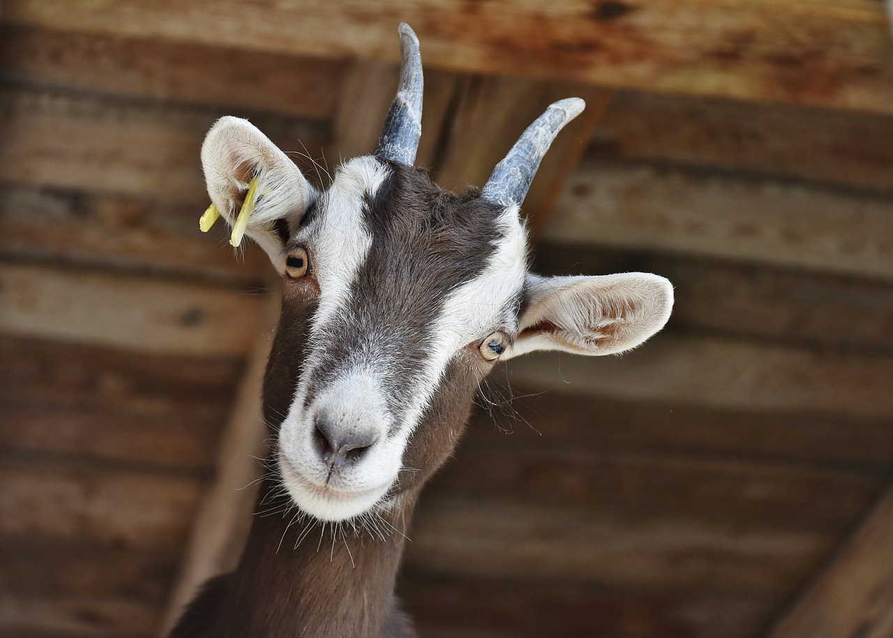 a brown and white goat
