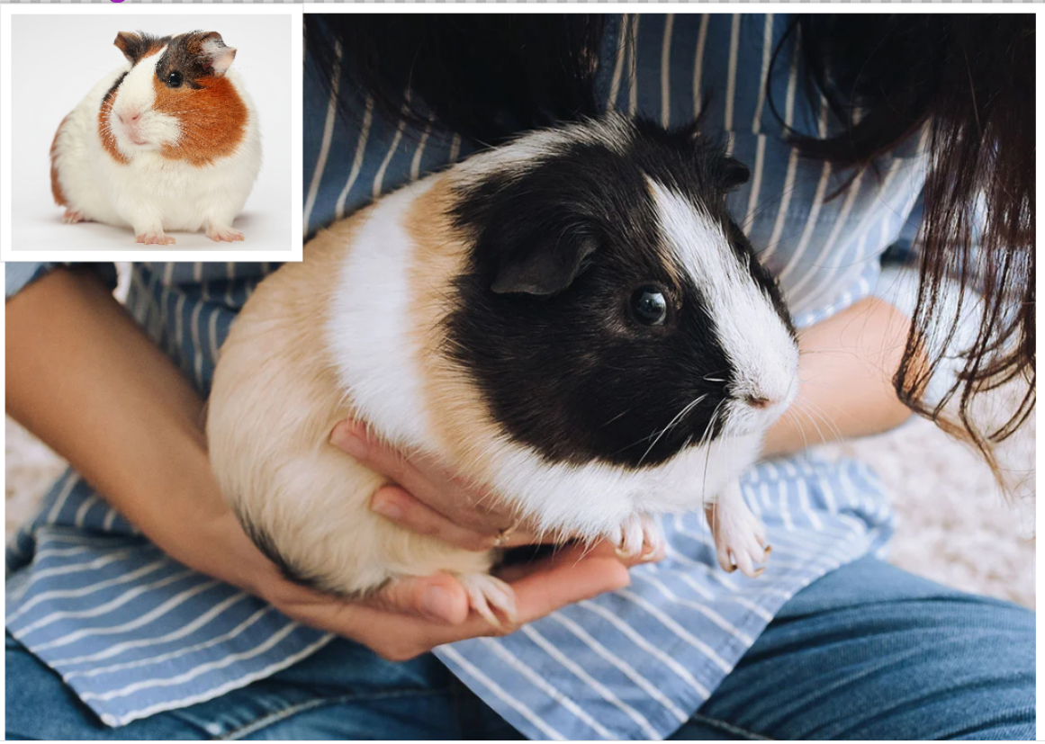 Pet Guinea pigs