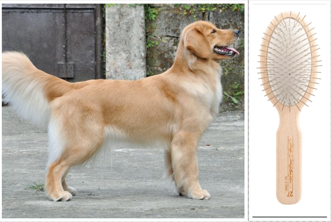 A groomed Golden Retriever and a pin brush
