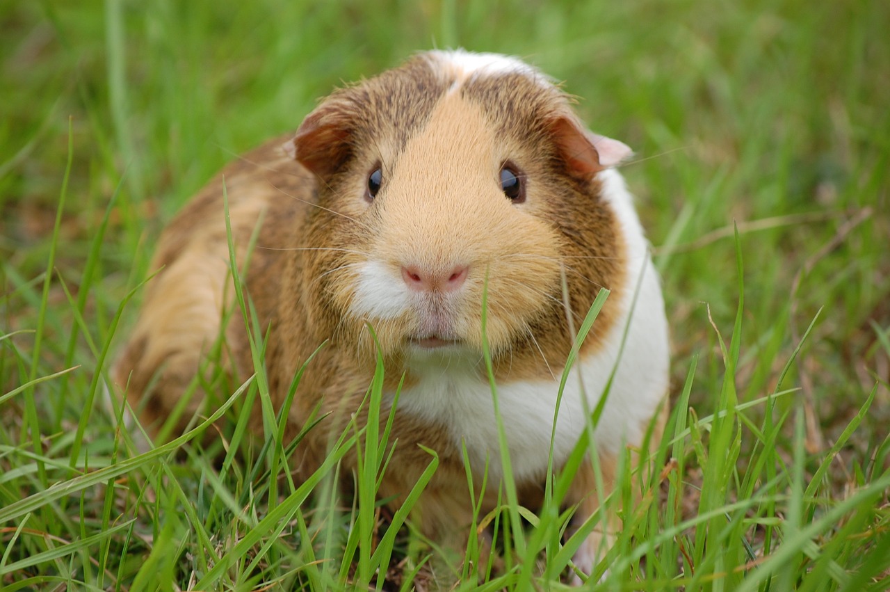 A Guinea Pig