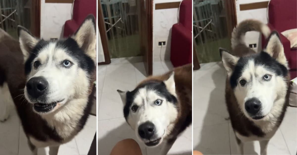 a talking husky