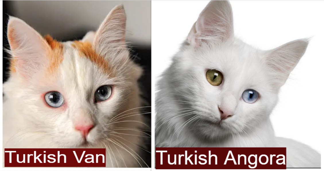 Turkish Van vs Turkish Angora Head Shape