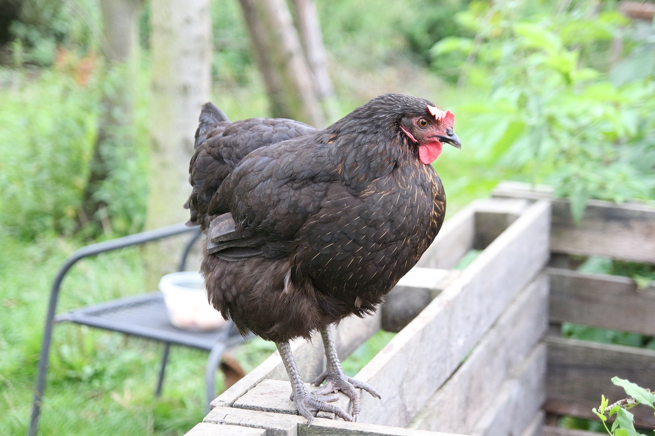 A backyard hen