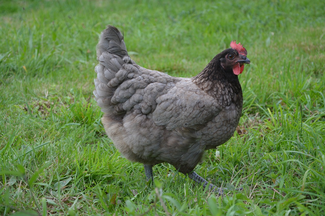 An ash-colored hen