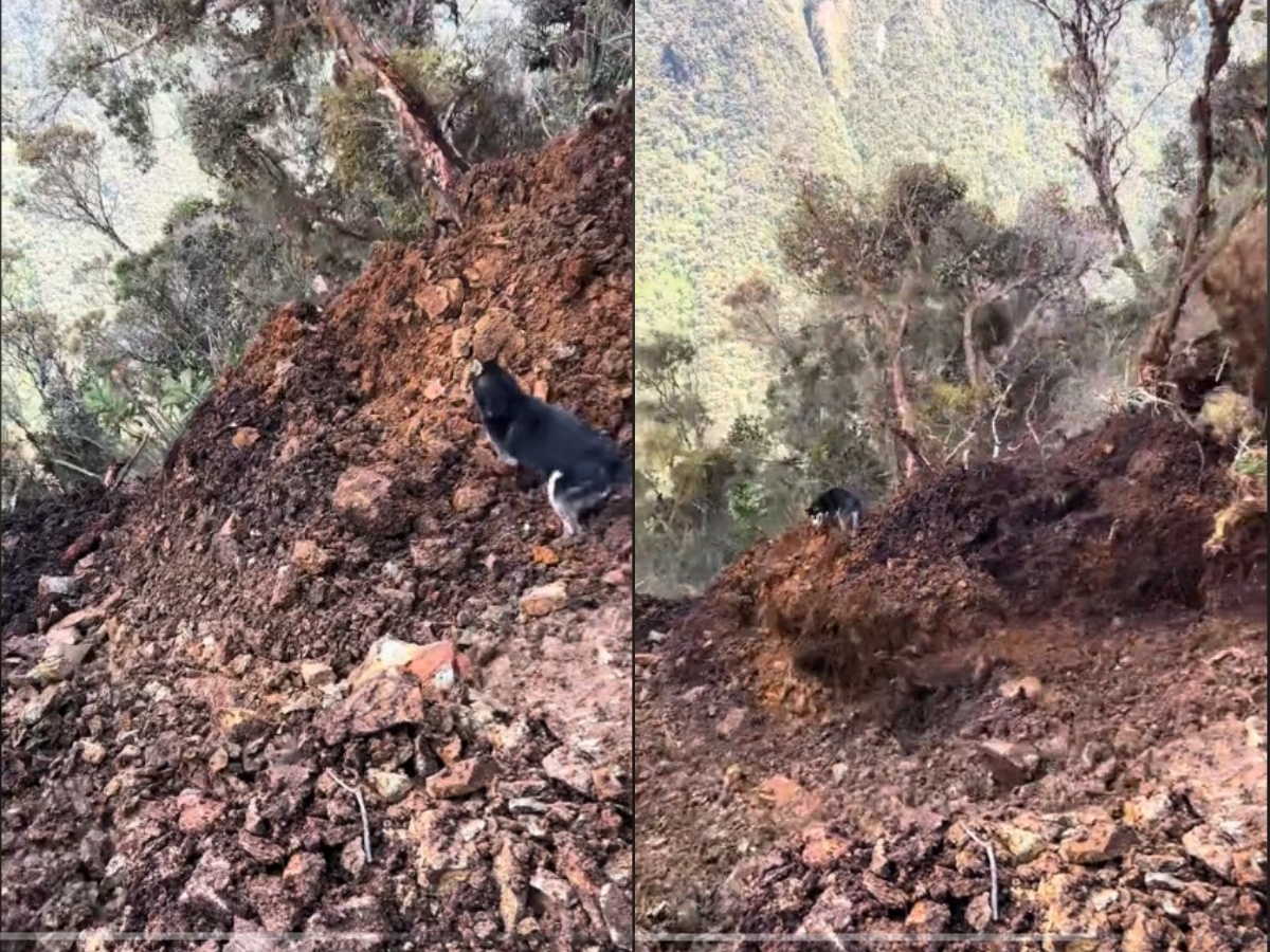 Rio the Siberian Husky