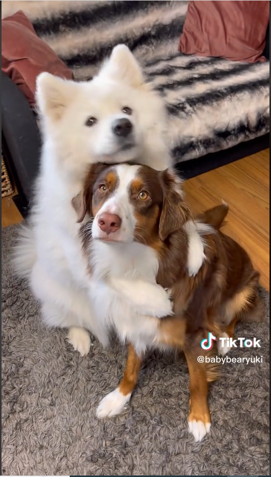 Adorable Fluffy Samoyed Dog Yuki