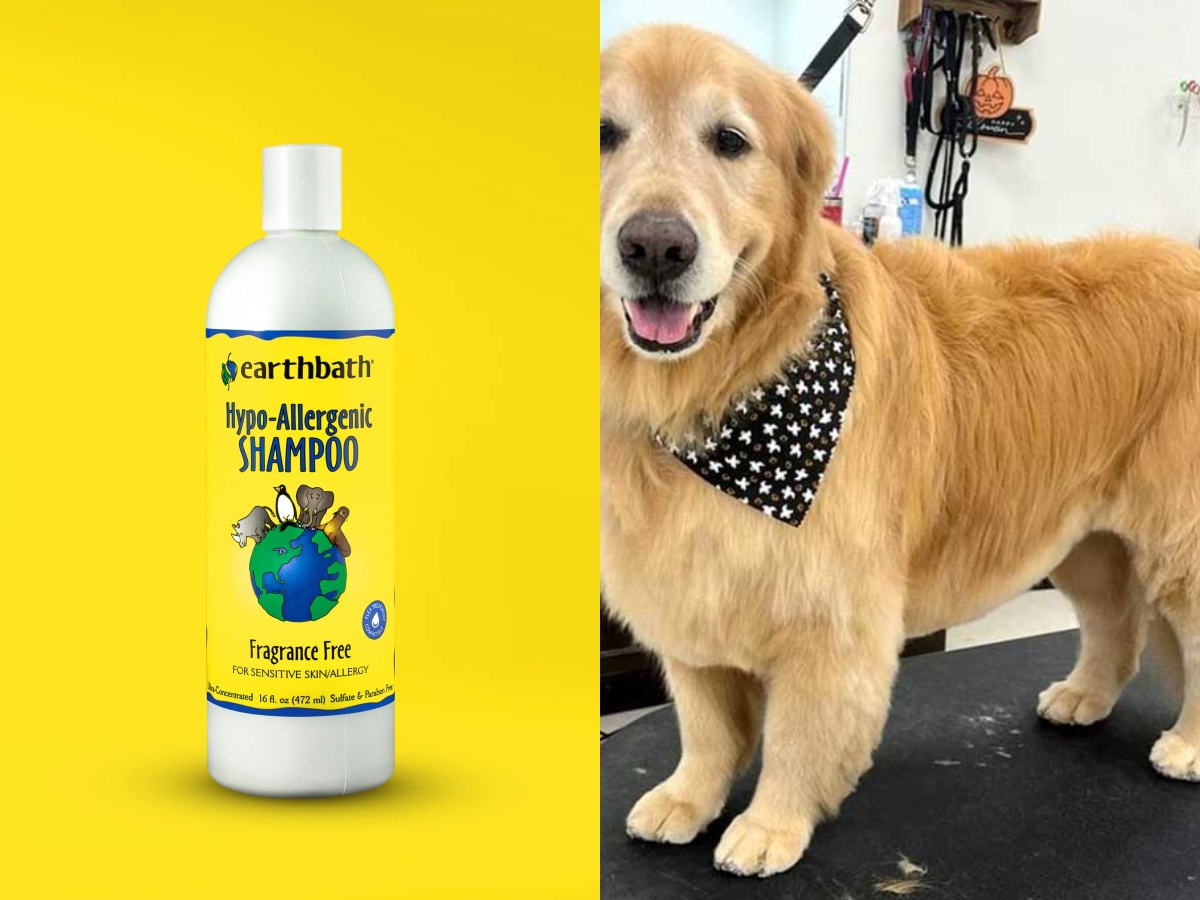 Earthbath's Hypoallergenic Dog Shampoo and a Golden Retriever on a grooming table