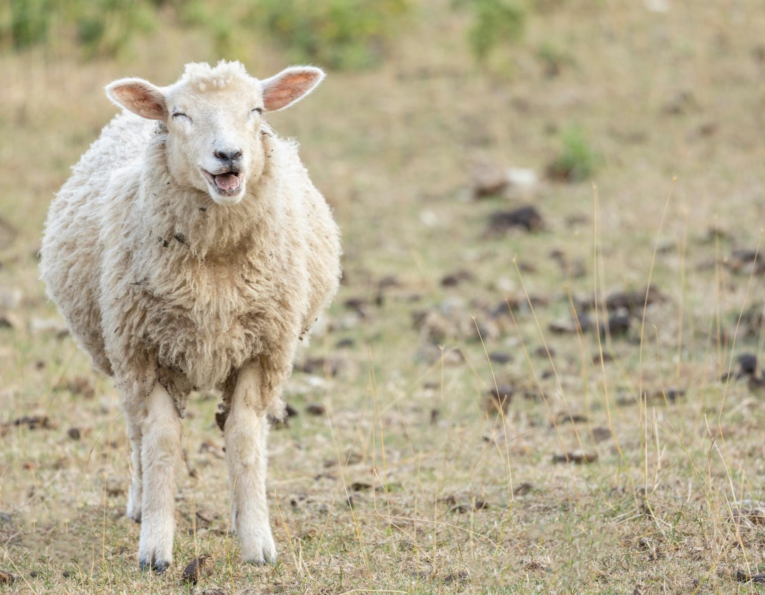 A sheep laughing