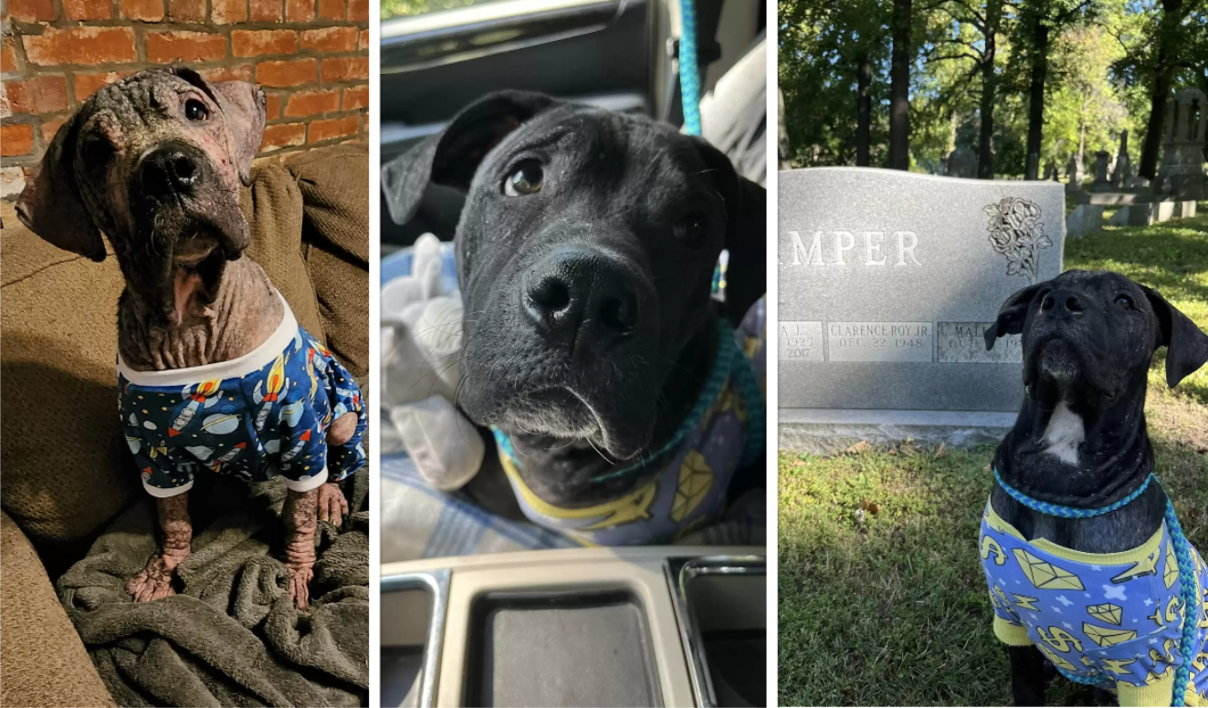 a sick puppy's transformation