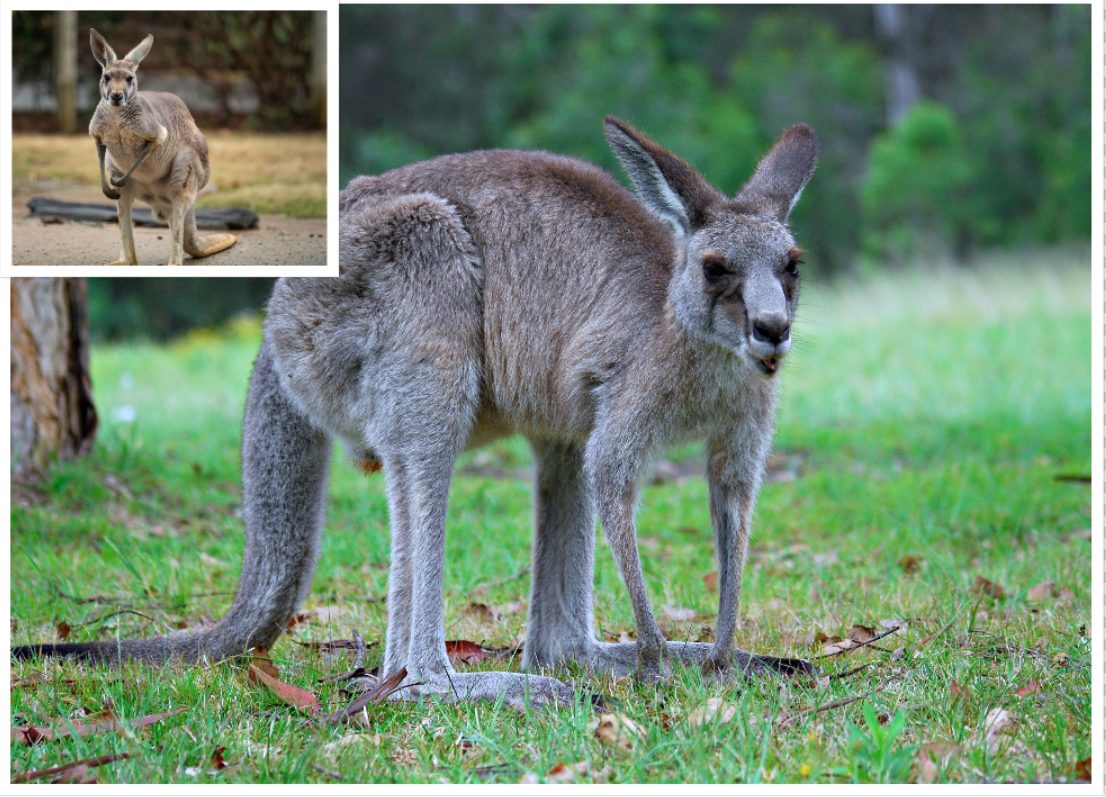 Two Kangaroos