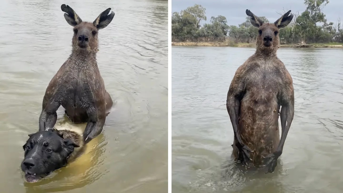 a Kangaroo Trying to Drown a Dog
