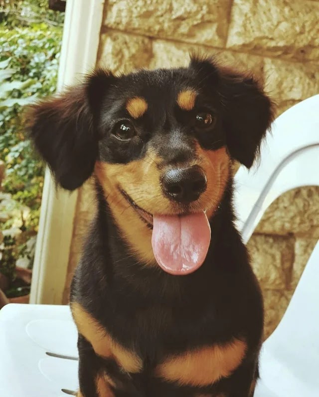 Dorgi the dachshund and corgi mix