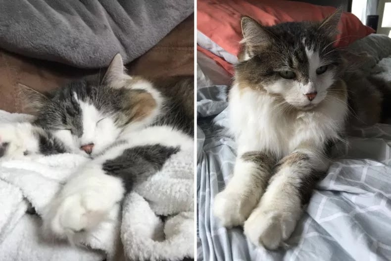 a family cat named kitty