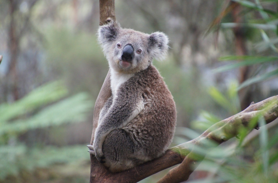 a Koala sitting on a tree branch