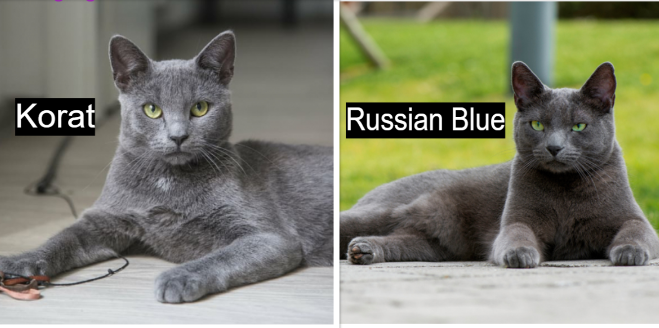 Korat and Russian Blue