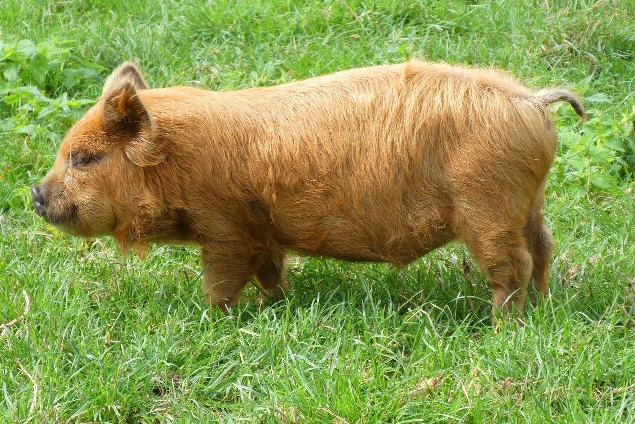 A Kunekune pig