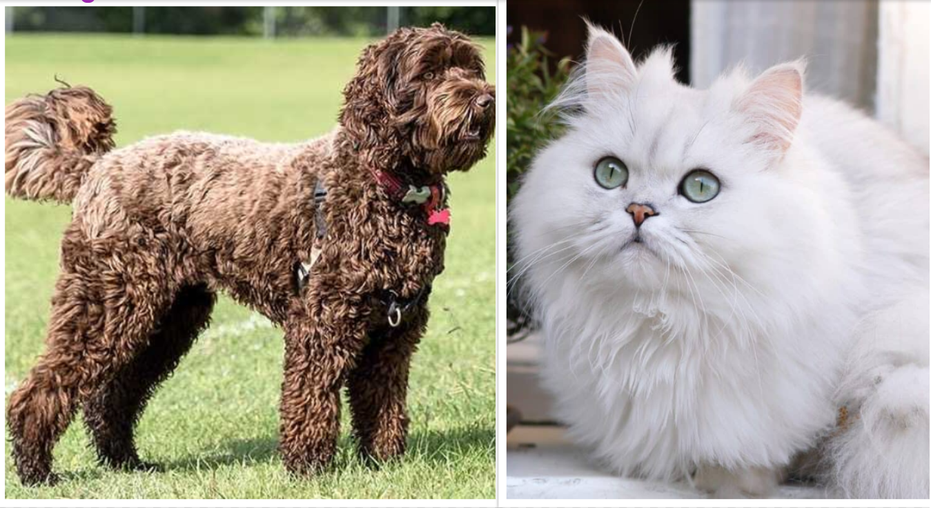 A Labradoodle and a Persian Cat