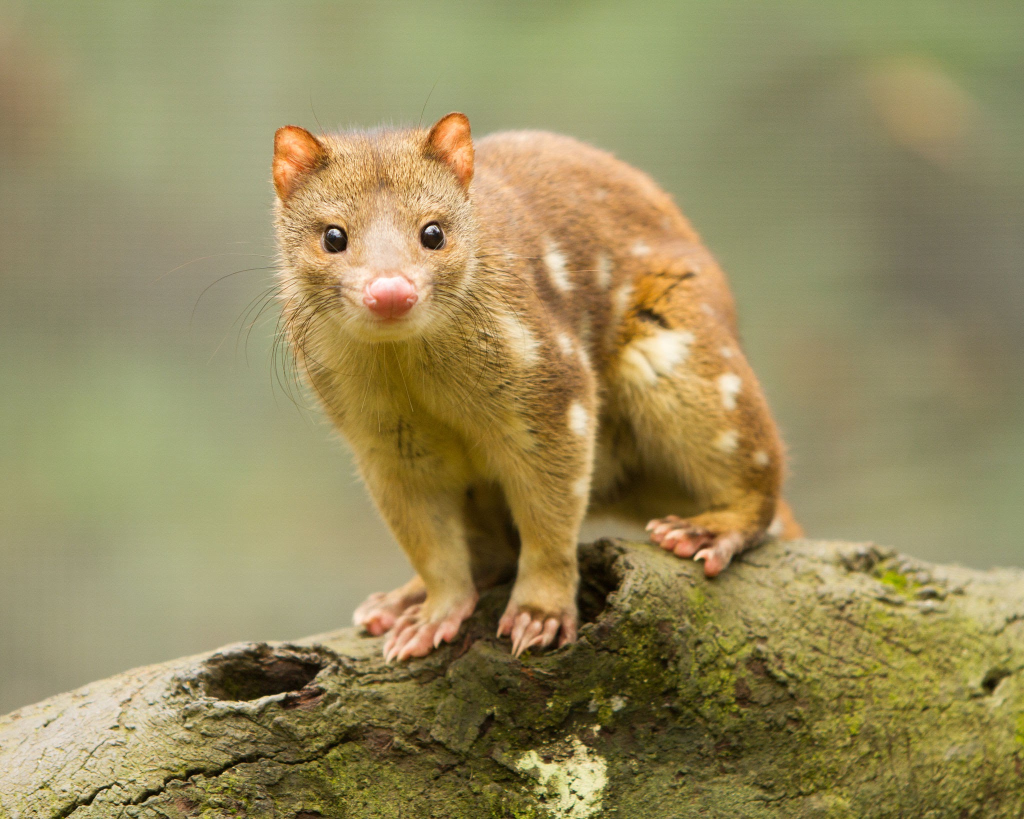 A spotted-tail quoll
