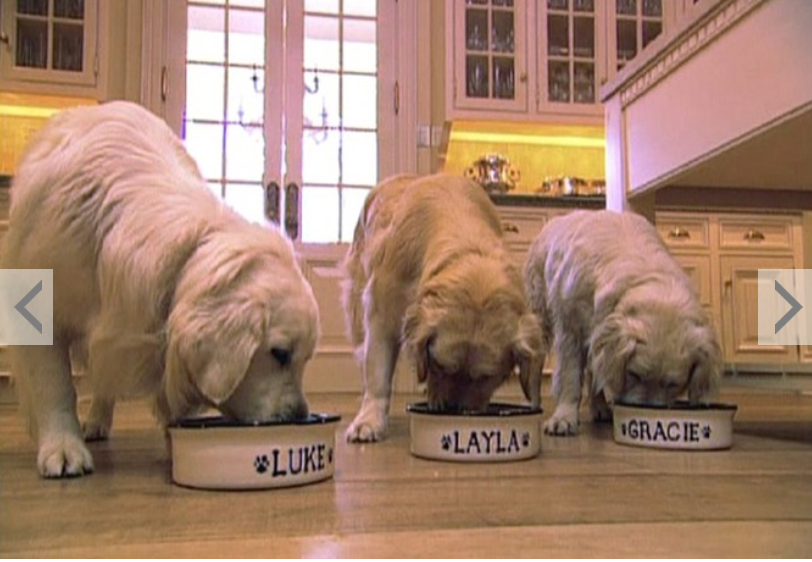 Oprah Winfrey's three Golden Retrievers, Luke, Layla and Gracie