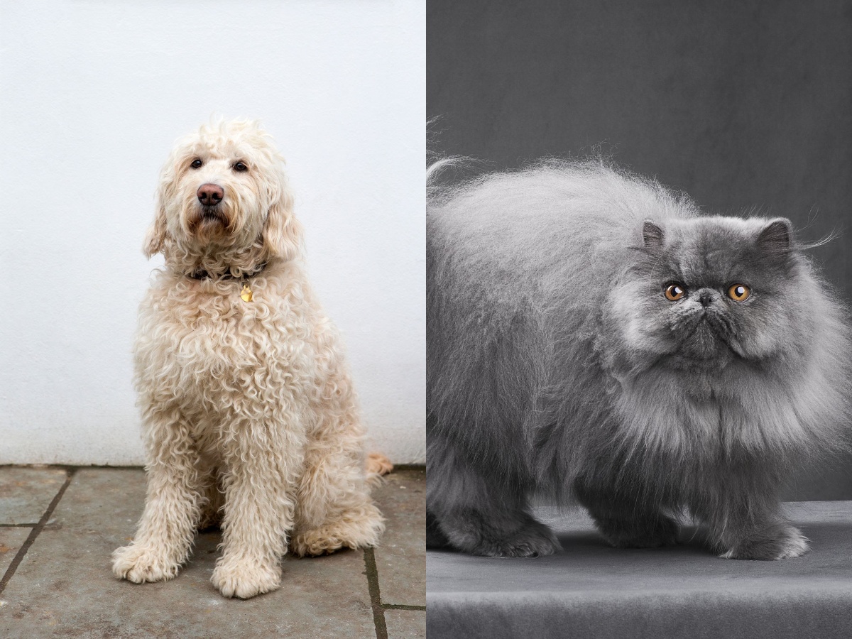A Labradoodle and a Persian cat